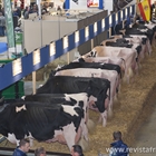 El Concurso Holstein Europeo Libramont 2019 en imgenes