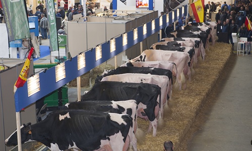 El Concurso Holstein Europeo Libramont 2019 en imgenes