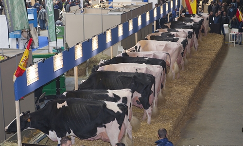 El Concurso Holstein Europeo Libramont 2019 en imgenes