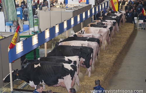 El Concurso Holstein Europeo Libramont 2019 en imgenes