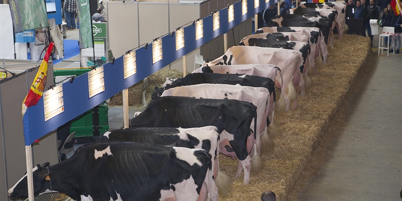 El Concurso Holstein Europeo Libramont 2019 en imgenes