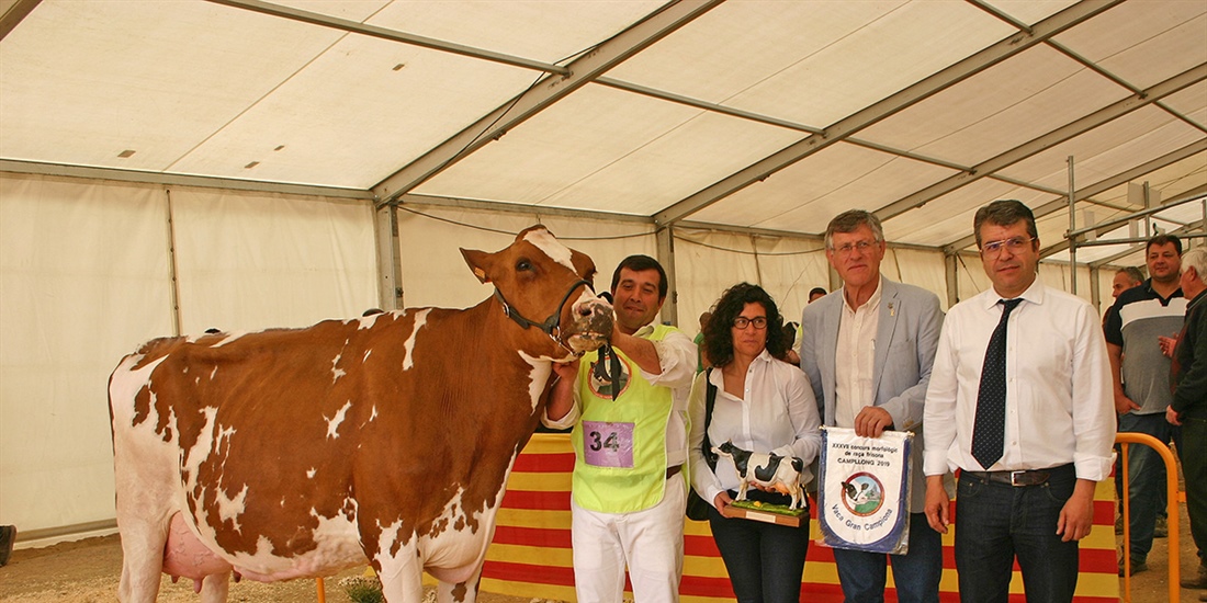 Pol HB Gold Toto Roja, Vaca Gran Campeona de Campllong 2019