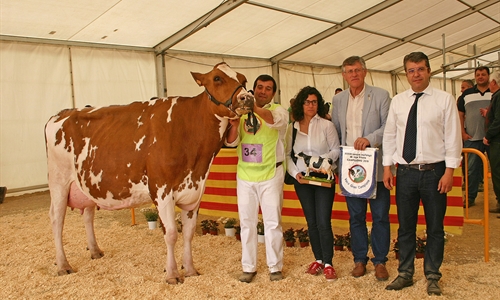 Pol HB Gold Toto Roja, Vaca Gran Campeona de Campllong 2019