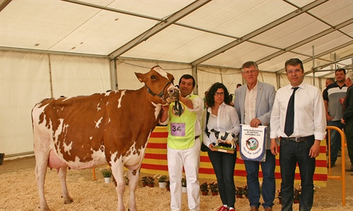 Pol HB Gold Toto Roja, Vaca Gran Campeona de Campllong 2019
