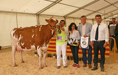 Pol HB Gold Toto Roja, Vaca Gran Campeona de Campllong 2019