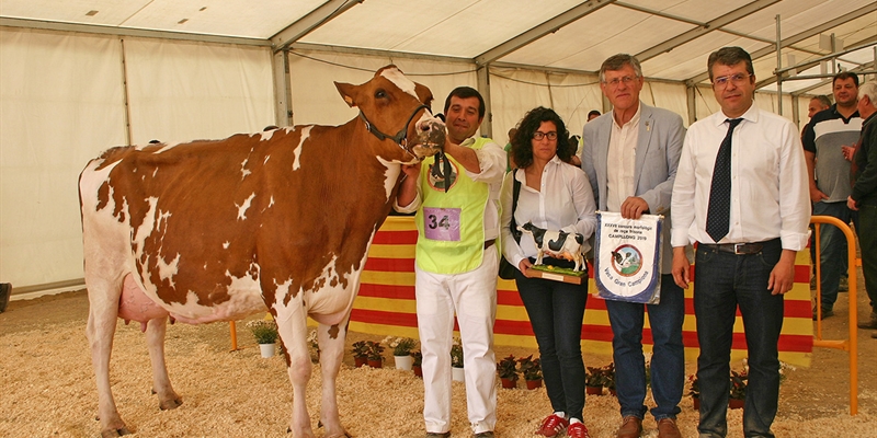 Pol HB Gold Toto Roja, Vaca Gran Campeona de Campllong 2019