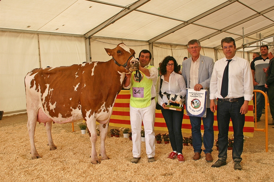 Pol HB Gold Toto Roja, Vaca Gran Campeona de Campllong 2019