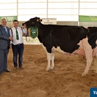 Copada Fever 5 (Loma la Copada), Vaca Gran Campeona de Andaluca 2019