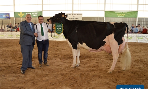 Copada Fever 5 (Loma la Copada), Vaca Gran Campeona de Andaluca 2019