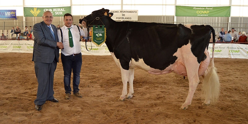 Copada Fever 5 (Loma la Copada), Vaca Gran Campeona de Andaluca 2019