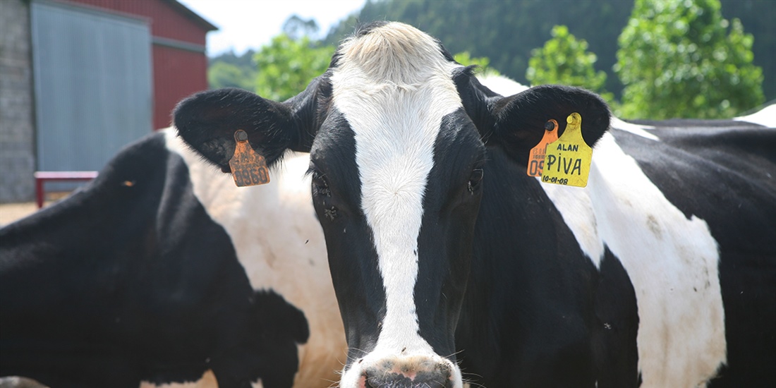 El Gobierno reduce el IRPF a ganaderos de vacuno de leche y...
