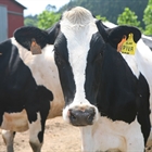El Gobierno reduce el IRPF a ganaderos de vacuno de leche y agricultores afectados por situaciones excepcionales en el ejercicio 2018