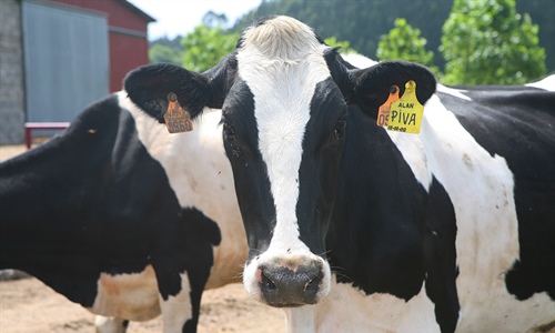 El Gobierno reduce el IRPF a ganaderos de vacuno de leche y...