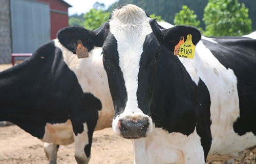 El Gobierno reduce el IRPF a ganaderos de vacuno de leche y...