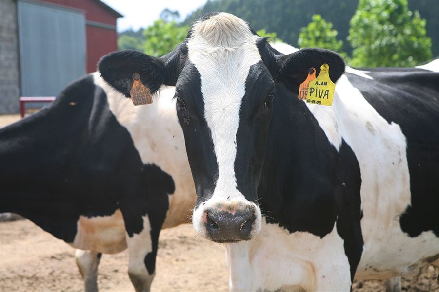 El Gobierno reduce el IRPF a ganaderos de vacuno de leche y...