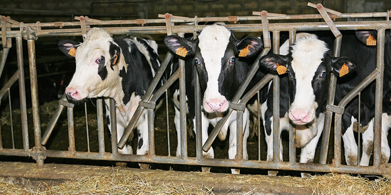 El FEGA publica los importes definitivos de las ayudas al vacuno de leche para la campaa 2018