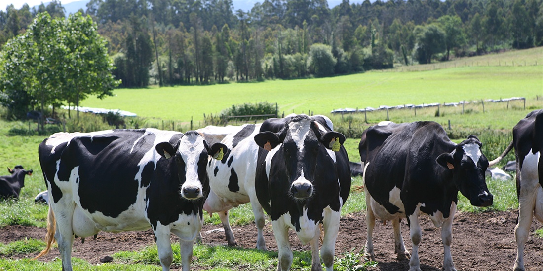 Actualizacin de pruebas genmicas de Hembras CONAFE Mayo 2019