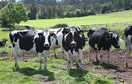 Actualizacin de pruebas genmicas de Hembras CONAFE Mayo 2019