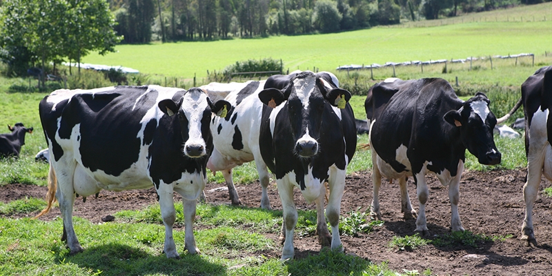 Actualizacin de pruebas genmicas de Hembras CONAFE Mayo 2019