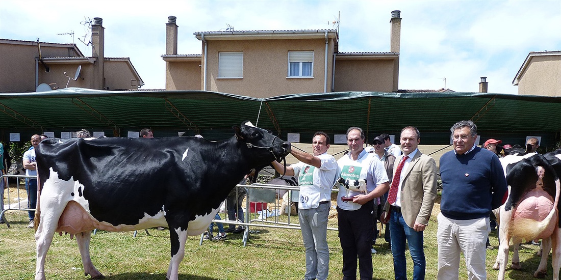 Sarabia Ninfa Delete, Vaca Gran Campeona del Concurso de Galizano 2019