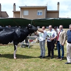 Sarabia Ninfa Delete, Vaca Gran Campeona del Concurso de Galizano 2019