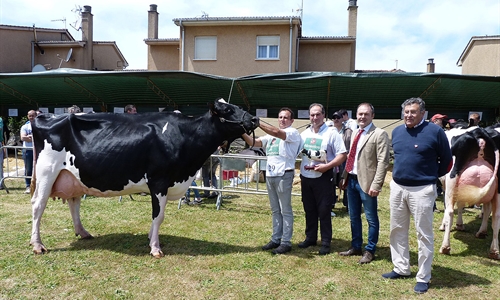 Sarabia Ninfa Delete, Vaca Gran Campeona del Concurso de Galizano 2019