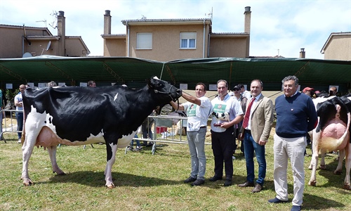 Sarabia Ninfa Delete, Vaca Gran Campeona del Concurso de Galizano 2019