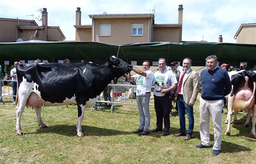 Sarabia Ninfa Delete, Vaca Gran Campeona del Concurso de Galizano 2019