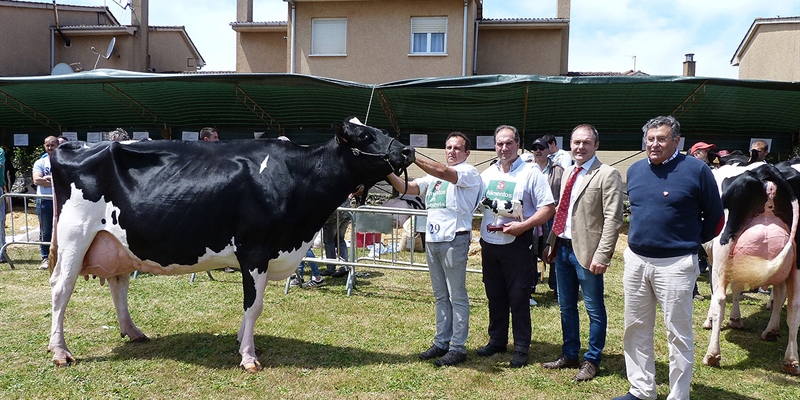 Sarabia Ninfa Delete, Vaca Gran Campeona del Concurso de Galizano 2019