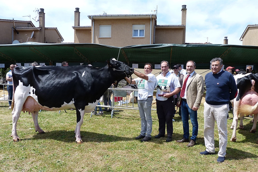 Sarabia Ninfa Delete, Vaca Gran Campeona del Concurso de Galizano 2019