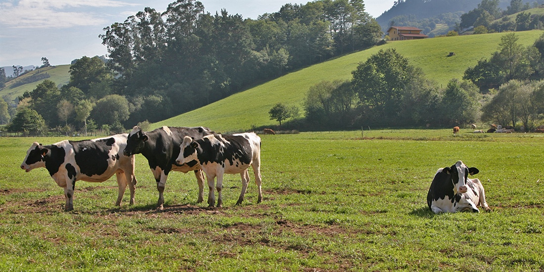 Asturias convoca ayudas para hacer seguimiento del ganado por GPS