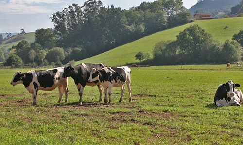 Asturias convoca ayudas para hacer seguimiento del ganado por GPS