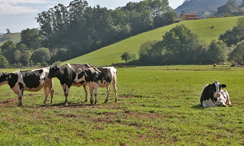 Asturias convoca ayudas para hacer seguimiento del ganado por GPS