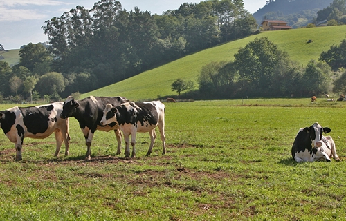 Asturias convoca ayudas para hacer seguimiento del ganado por GPS