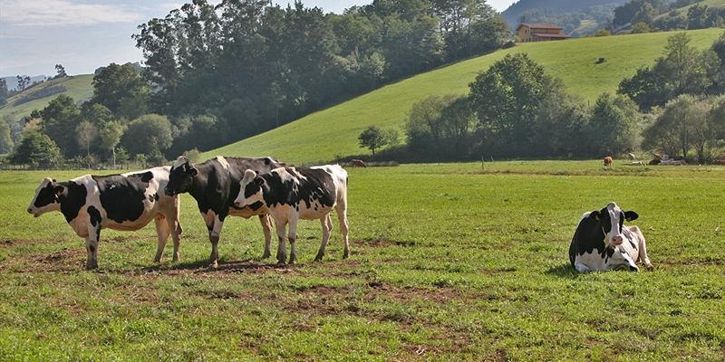Asturias convoca ayudas para hacer seguimiento del ganado por GPS