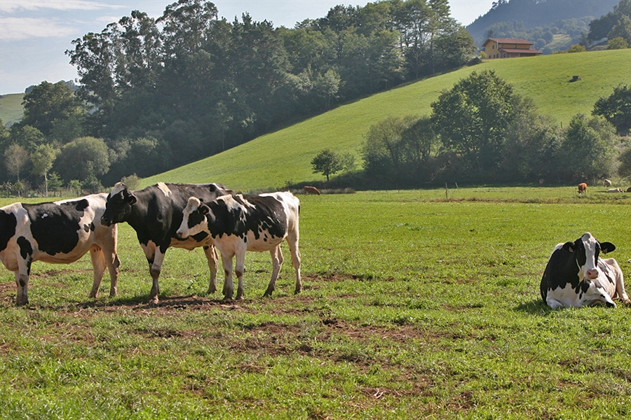 Asturias convoca ayudas para hacer seguimiento del ganado por GPS