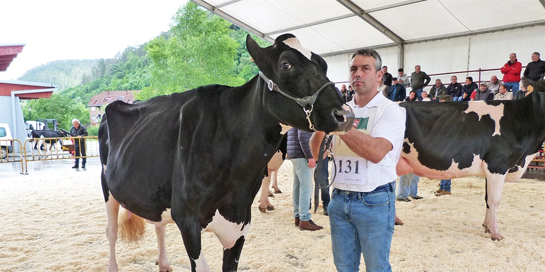 Llinde Ariel Jordan repite como Vaca Gran Campeona del Concurso de Raza...