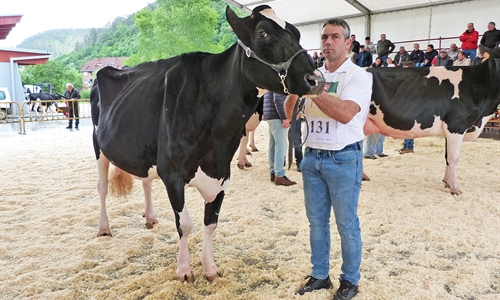 Llinde Ariel Jordan repite como Vaca Gran Campeona del Concurso de Raza...