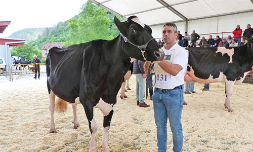 Llinde Ariel Jordan repite como Vaca Gran Campeona del Concurso de Raza...