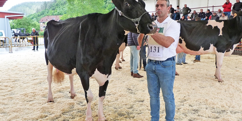 Llinde Ariel Jordan repite como Vaca Gran Campeona del Concurso de Raza Frisona San Bernab 2019 de Treceo