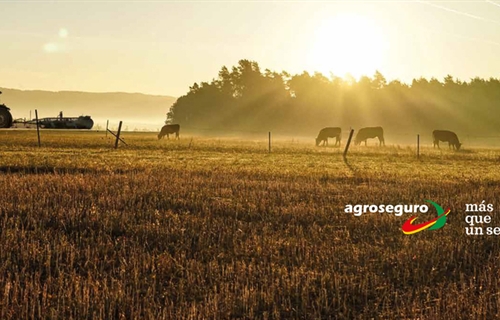 Agroseguro pone en marcha los seguros de ganado para la campaa 2019