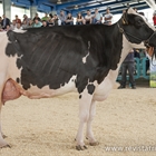 Badiola Airlift Kenda, Vaca Gran Campeona de Asturias 2019