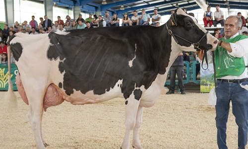 Badiola Airlift Kenda, Vaca Gran Campeona de Asturias 2019