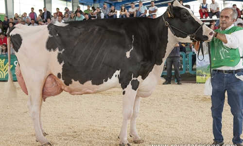 Badiola Airlift Kenda, Vaca Gran Campeona de Asturias 2019