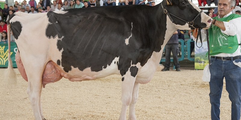 Badiola Airlift Kenda, Vaca Gran Campeona de Asturias 2019