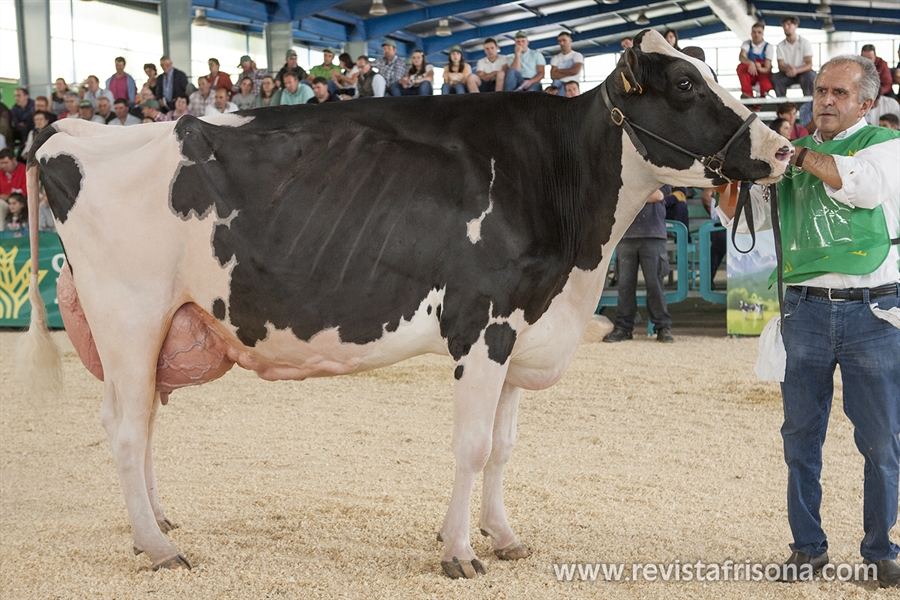 Badiola Airlift Kenda, Vaca Gran Campeona de Asturias 2019