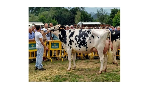 LXII Concurso-Exposicin de Ganado Vacuno Villaviciosa 2019