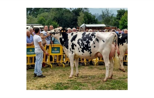 LXII Concurso-Exposici�n de Ganado Vacuno Villaviciosa 2019