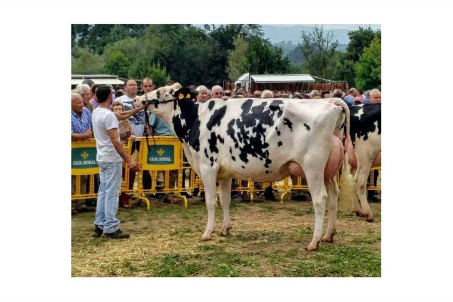 LXII Concurso-Exposicin de Ganado Vacuno Villaviciosa 2019