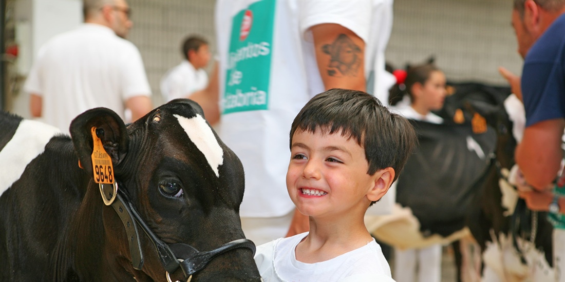 Otra mirada al Concurso Regional de Ganado Vacuno Frisn de Cantabria 2019